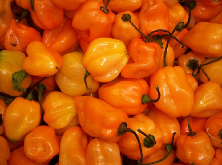 Pimenta habanero: como plantar