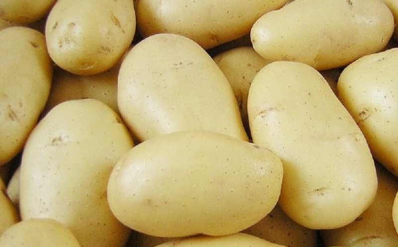 Batata: como plantar e colher bons negócios