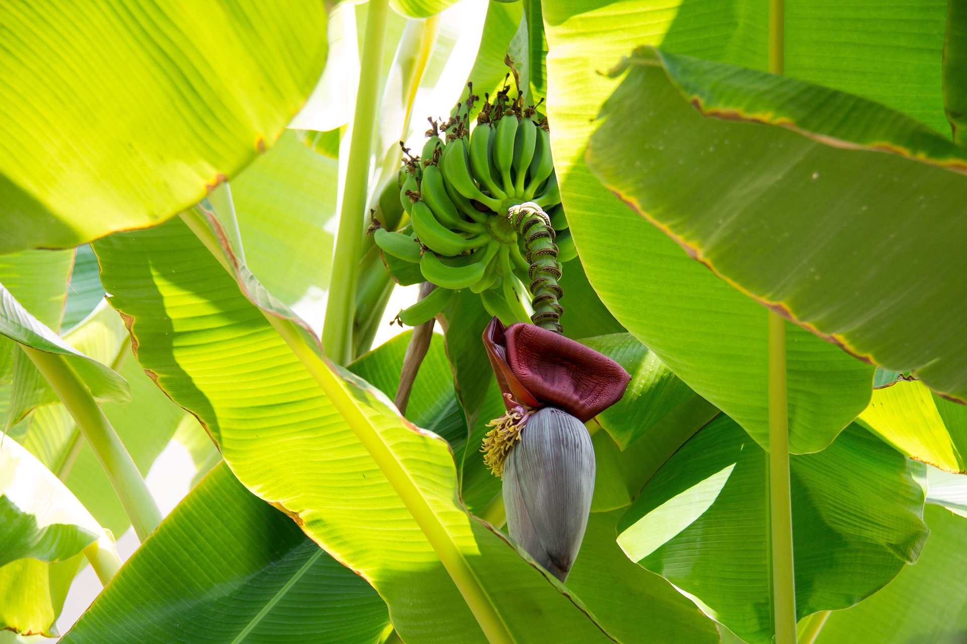 Doenças da banana: faça o controle e produza frutas sadias