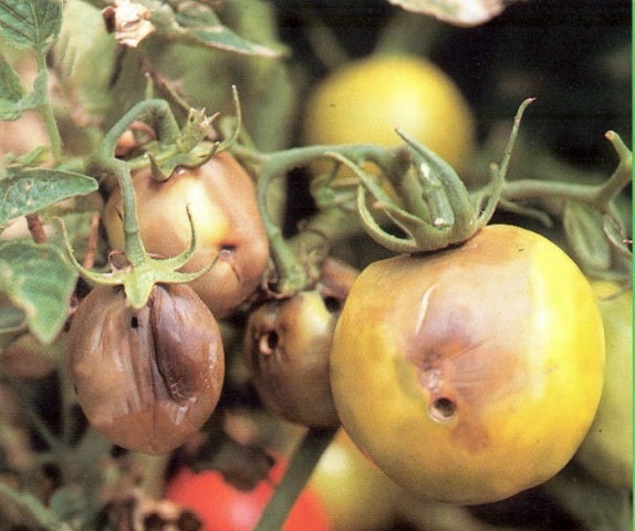 Doenças do tomate: 40 fotos para você tirar todas as dúvidas