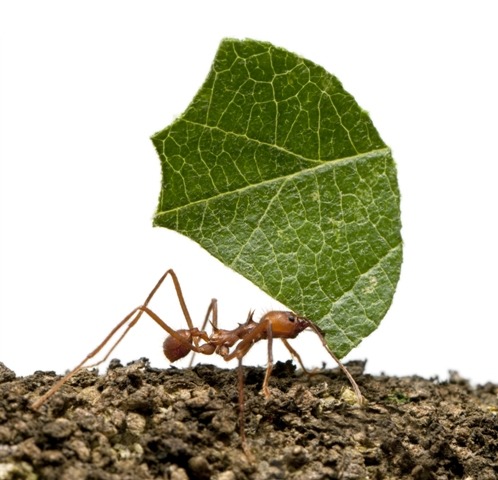 Formiga cortadeira: manejo de combate natural