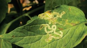 Larva-minadora no tomate: como vencer esse desafio