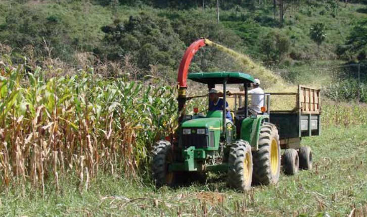 Milho para silagem: os segredos do plantio