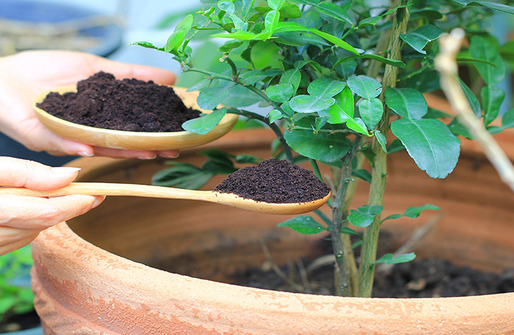 Receita de Biofertilizante