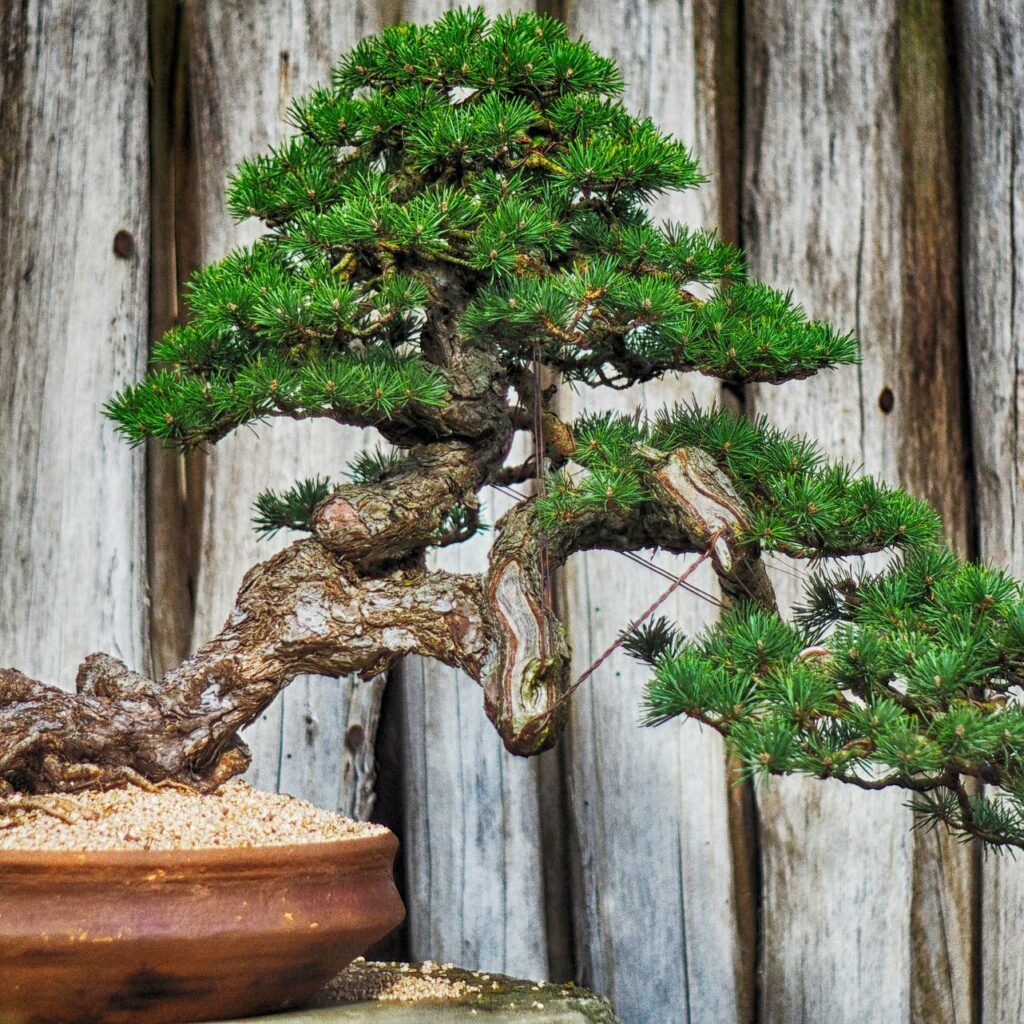 bonsai