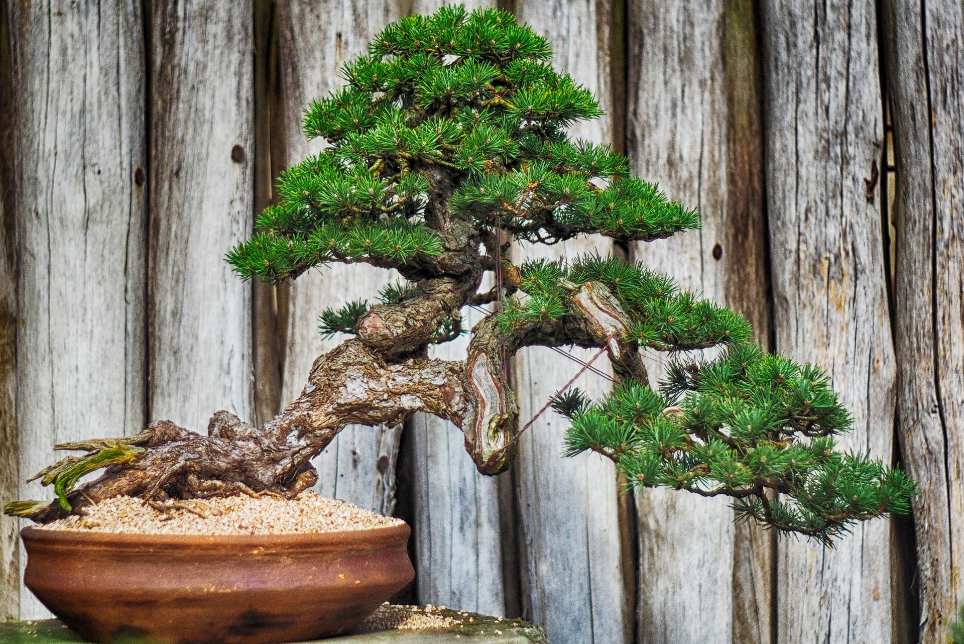 Bonsai: saiba tudo para cultivar plantas em miniatura