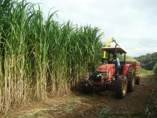 Plantio de Capiaçu