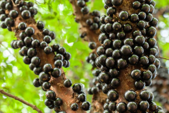 Pé de jabuticaba: como plantar e cuidar