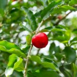 pé de acerola