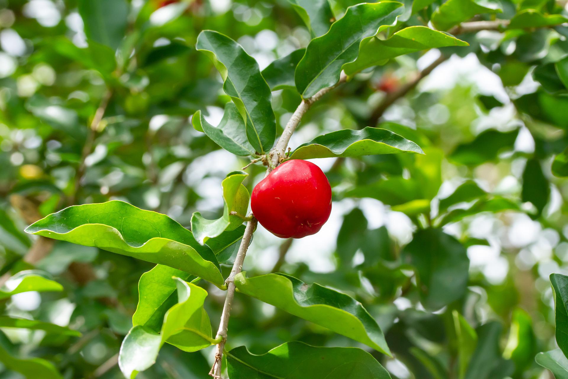 pé de acerola