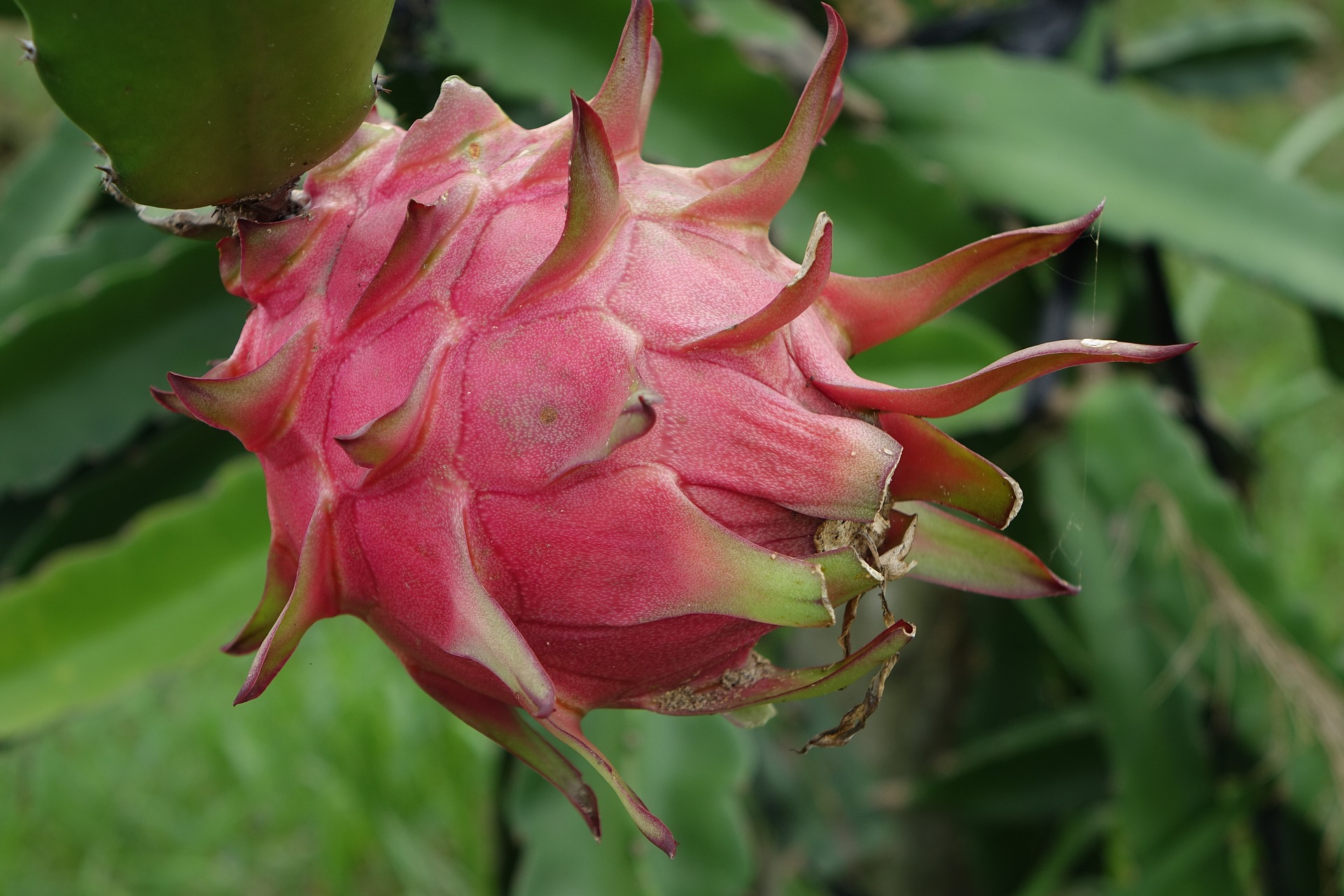 Pé de pitaya: saiba tudo sobre o cultivo