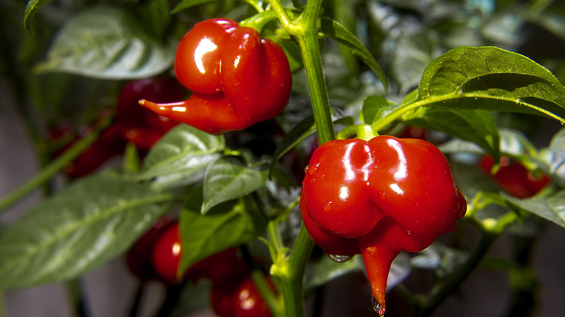 Como plantar pimenta biquinho