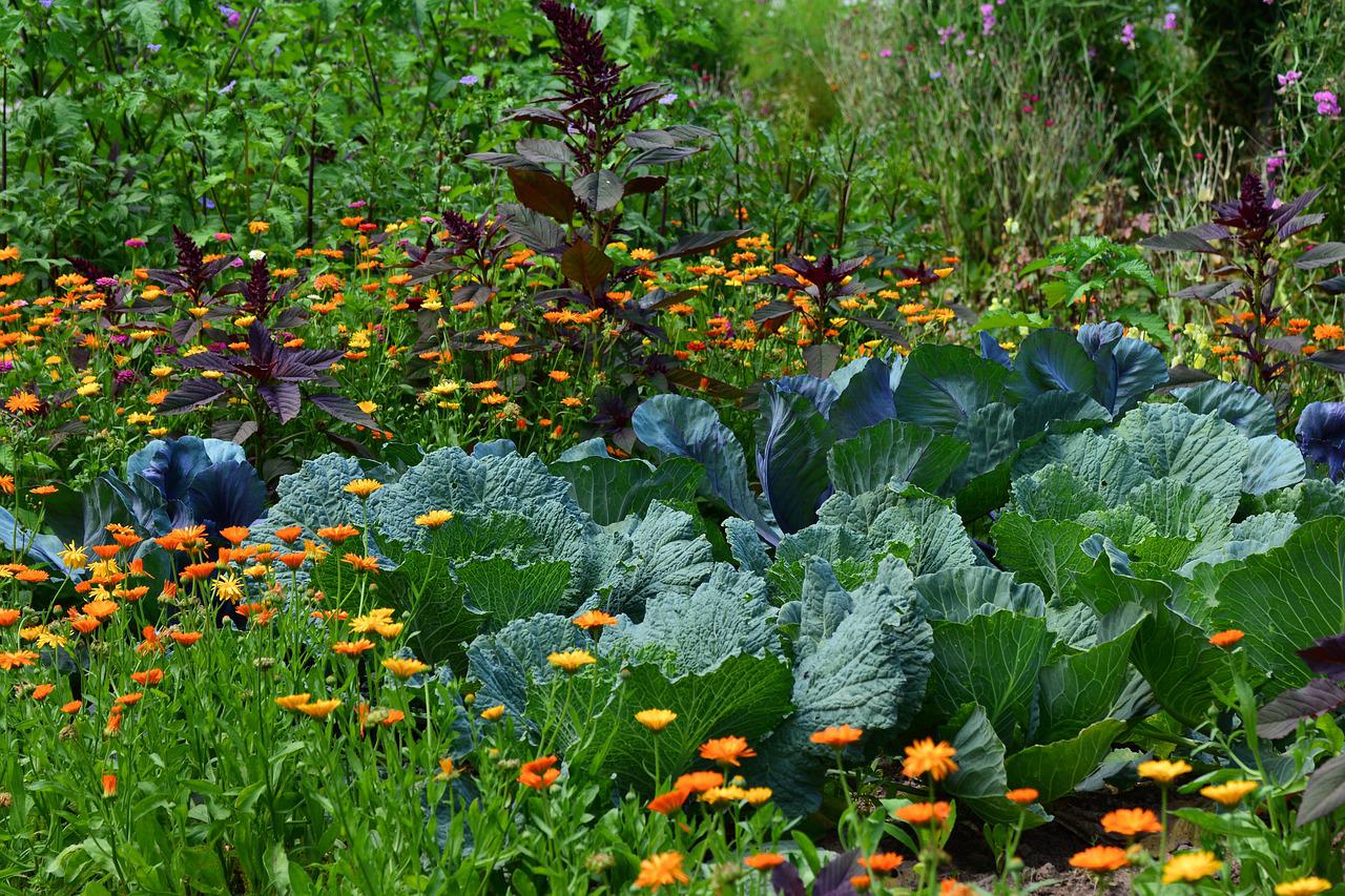 plantas pulgões