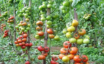 Tomate: saiba tudo para colher bons frutos